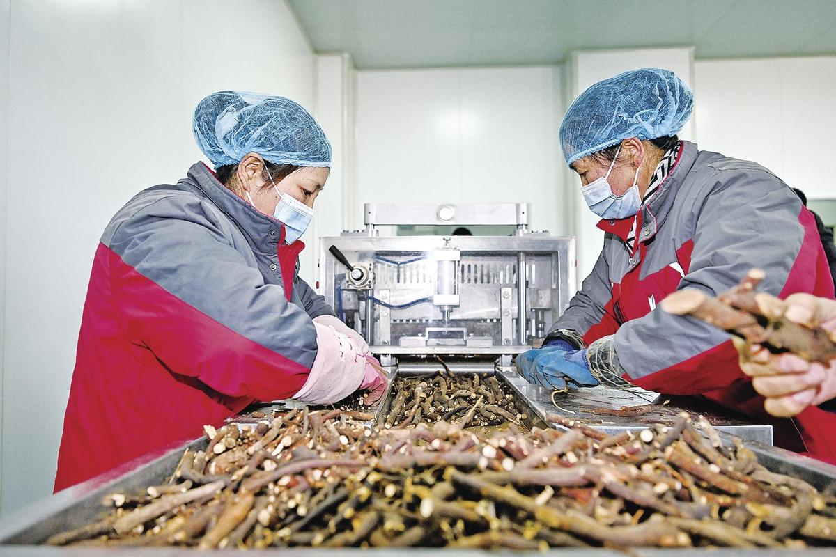 断肠草竟被当五指毛桃下锅?